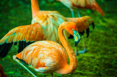 Tayland 'da Amerikan flamingosu.