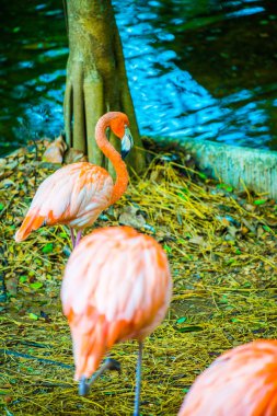 Tayland 'da Amerikan flamingosu.