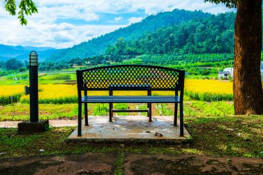 Tayland 'da Sunn Hemp Field ile Benç.
