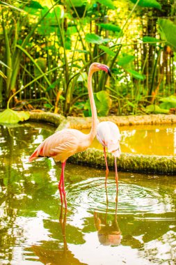 Tayland 'da daha büyük flamingo.