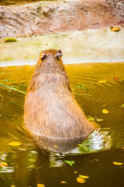Tayland 'da Capybara.