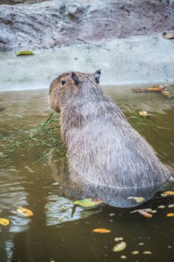 Tayland 'da Capybara.