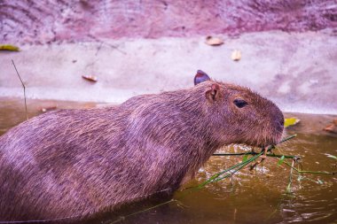 Tayland 'da Capybara.