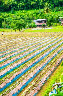 Tayland 'ın Chiangmai şehrinde çilek çiftliği..