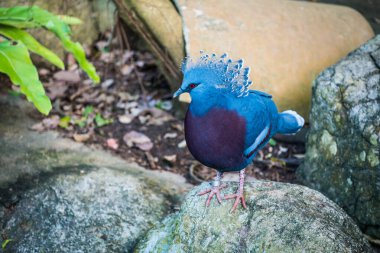 Tayland 'da Victoria Taçlı Güvercin Kuşu.