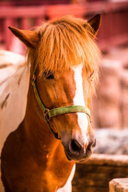 Tayland, Tayland 'da at kanı.