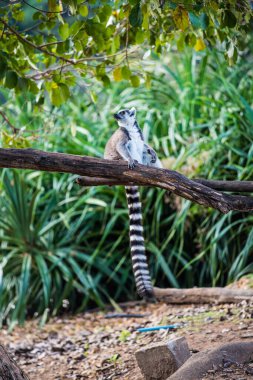 Tayland, Tayland 'da lemuru takip etmiş..