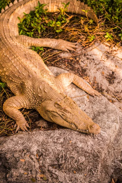 Albino Siamese Crocodile Thai Crocodile Thailand — Stock Photo, Image