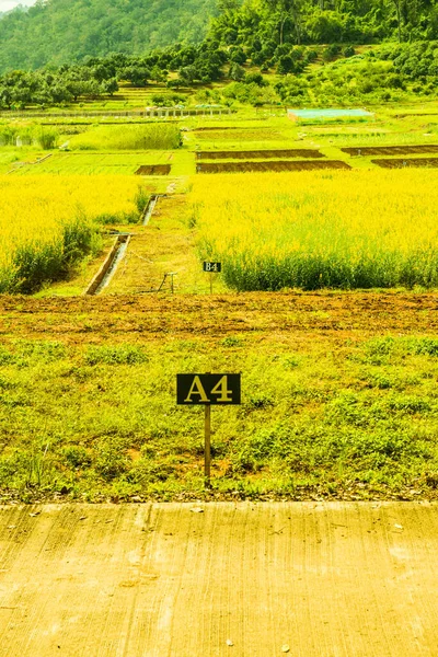 Tayland 'da Sunn Hemp Field.