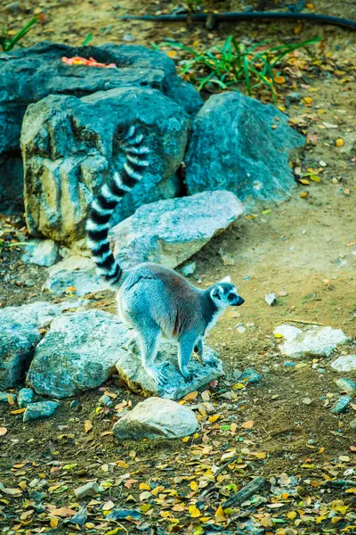 Ringsvansad Lemur Thailändska Thailand — Stockfoto