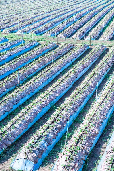 Strawberry Farm Chiangmai City Thailand — Stock Photo, Image