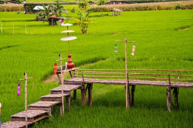 Nan 'ın Pua ilçesindeki pirinç tarlası.