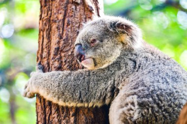 Koala ağaçta, Tayland.