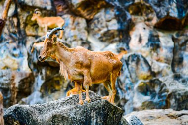 Dağda, Tayland 'da barbar koyunlar.
