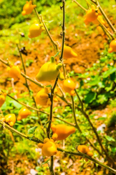 Titty Oder Brustwarze Früchte Auf Pflanze Thailand — Stockfoto