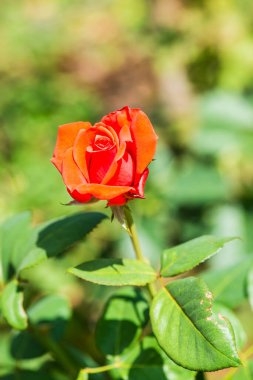 Bahçede portakal gülü, Tayland.