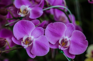 Parktaki Violet orkidesi, Tayland.