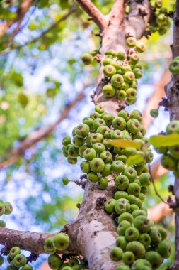 Tayland, ormandaki ağaçta yeşil meyveler.
