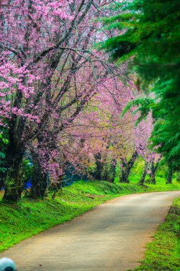Kuhn Wang kraliyet projesinde küçük yolu olan vahşi Himalaya kiraz çiçekleri, Tayland.