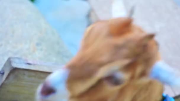 Chiang Mai Bir Çiftlikte Bebek Keçiler — Stok video
