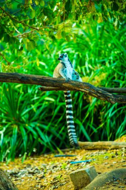 Tayland, Tayland 'da lemuru takip etmiş..