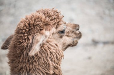 Tayland 'da Brown Alpaca Vicugna paketleri.