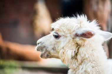 Tayland, Tayland 'da beyaz Alpaca Vicugna paketleri.