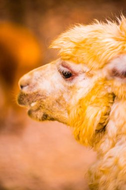 Tayland, Tayland 'da beyaz Alpaca Vicugna paketleri.