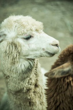 Tayland, Tayland 'da beyaz Alpaca Vicugna paketleri.