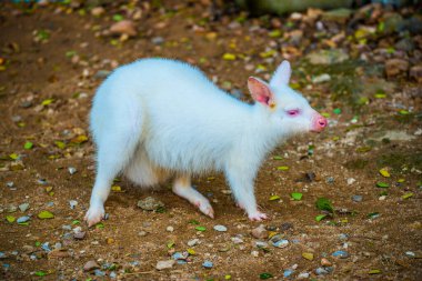 Tayland, Tayland 'da Albino vallaby Macropodidae.