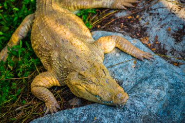 Albino Siyam Timsahı veya Tayland Timsahı, Tayland.
