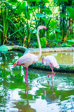 Tayland 'da daha büyük flamingo.