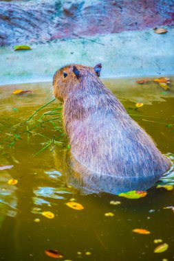 Tayland 'da Capybara.