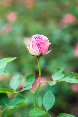 Pink rose in the garden, Thailand.
