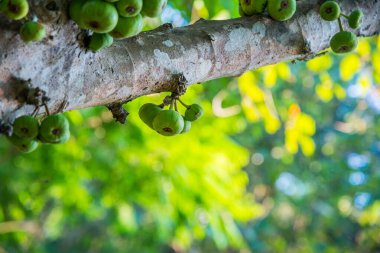 Tayland, ormandaki ağaçta yeşil meyveler.