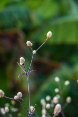 Küçük beyaz çiçekler, Tayland.