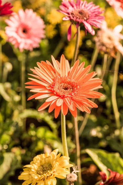 Tayland, Gerbera çiçeğine yakın..