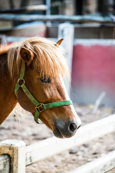 Лошадь Иностранной Крови Таиланде — стоковое фото