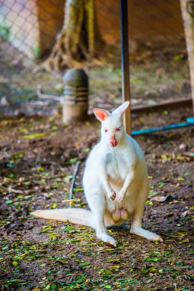 Tayland Tayland Albino Vallaby Macropodidae — Stok fotoğraf