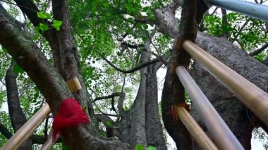 Antik Bodhi ağaçları, Tayland 'daki kuzey insanlarının gelenek ve inançlarına göre kutuplar tarafından desteklenir..