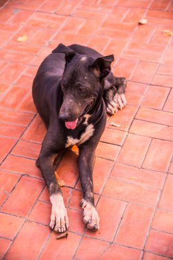 Tayland 'da yerde siyah bir köpek var..