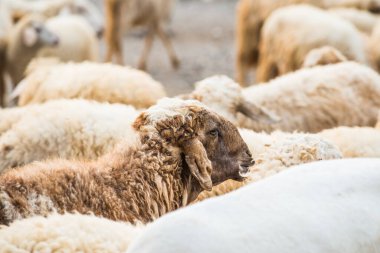 Tayland Koyunlarının Yüzü.