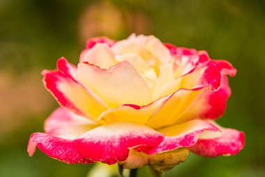 Pembe gül ve doğal arka plan, Tayland.