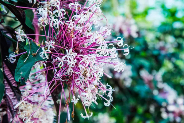 Flores Cor Rosa Parque Tailândia — Fotografia de Stock