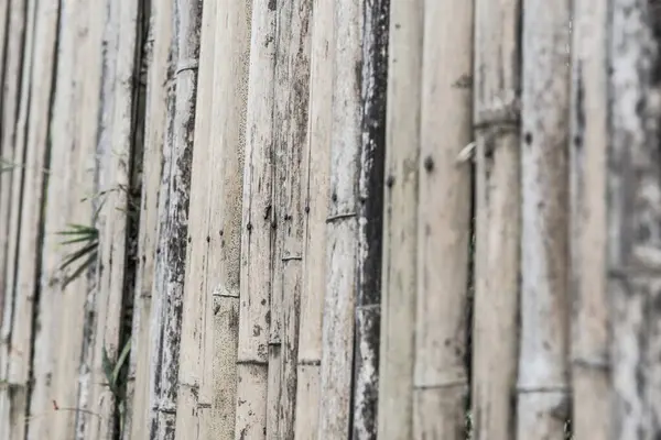 Bambu çit arka planı, Tayland.