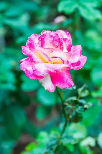Růžová Růže Přírodním Pozadím Thajsko — Stock fotografie
