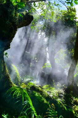 Bahçe karanlık, serin ve ağaçların arasında parlayan bir ışık var, Chiang Mai vilayeti..