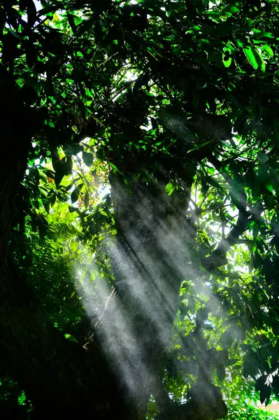 Jardim Sombrio Luz Brilha Através Das Lacunas Entre Árvores Província — Fotografia de Stock
