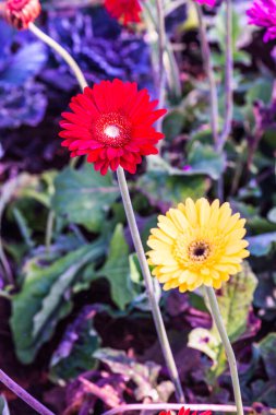 Tayland, Gerbera çiçeğine yakın..