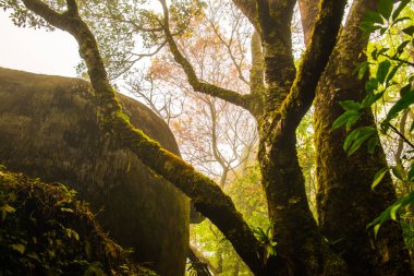 Dağda sisli bahçe, Tayland.